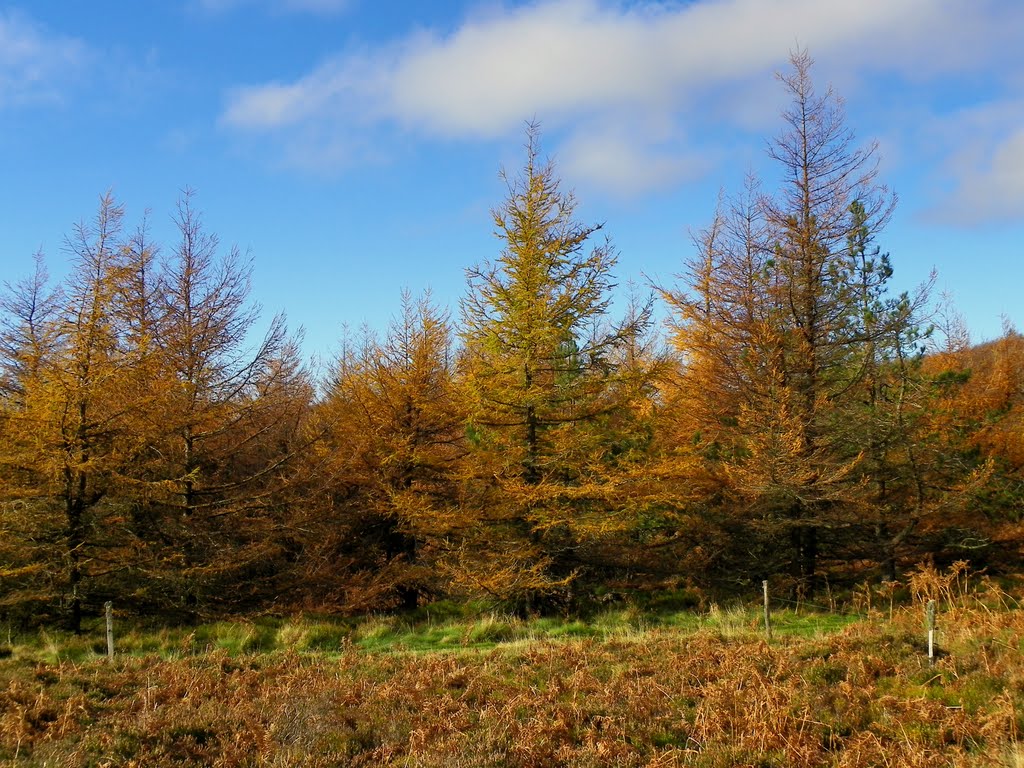 Montagne noire - Forêt de mélèzes à l'automne. by Jean THIERS