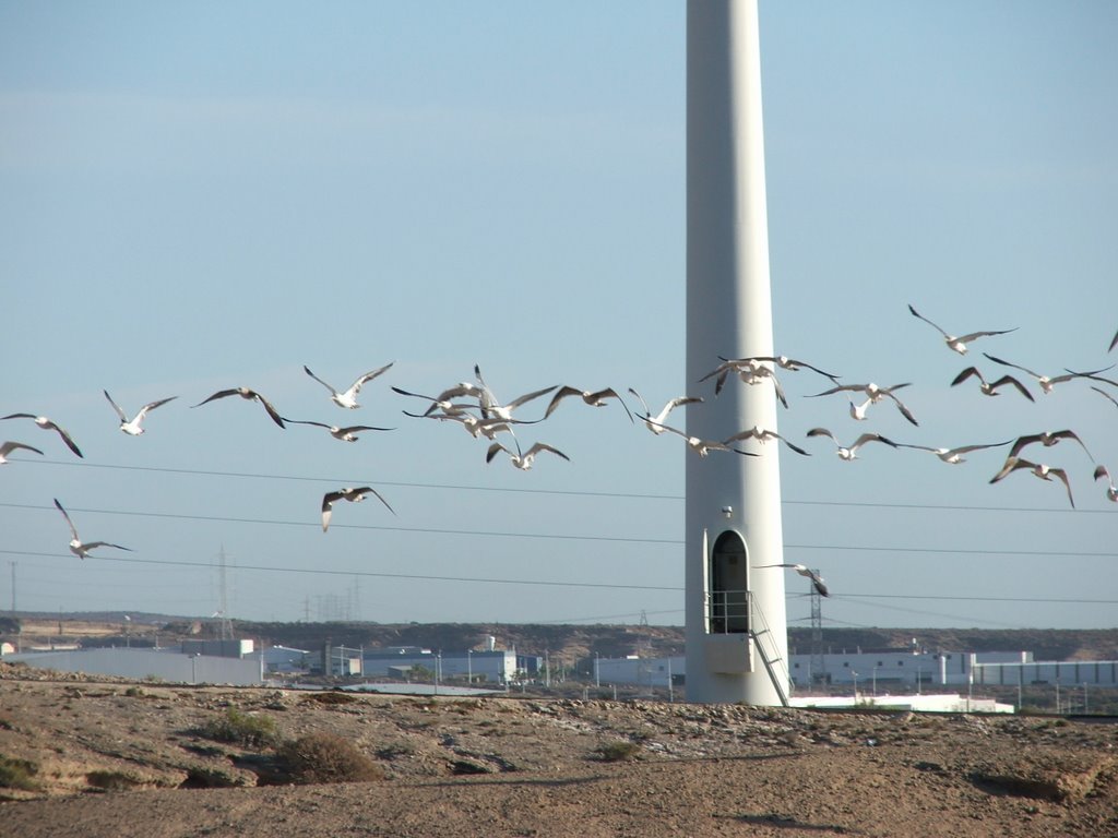 Gaviotas molineras... by Leto Martín Fumero