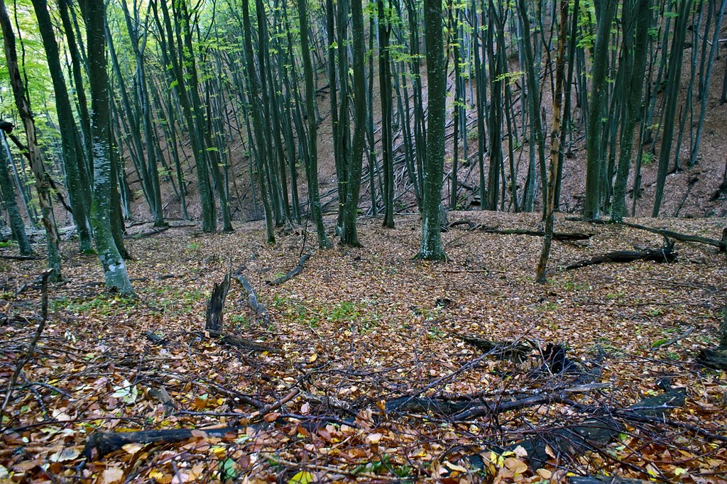 Autumn Forest near the Deer Spring - Осенний лес у Оленьего родника by Annushka77