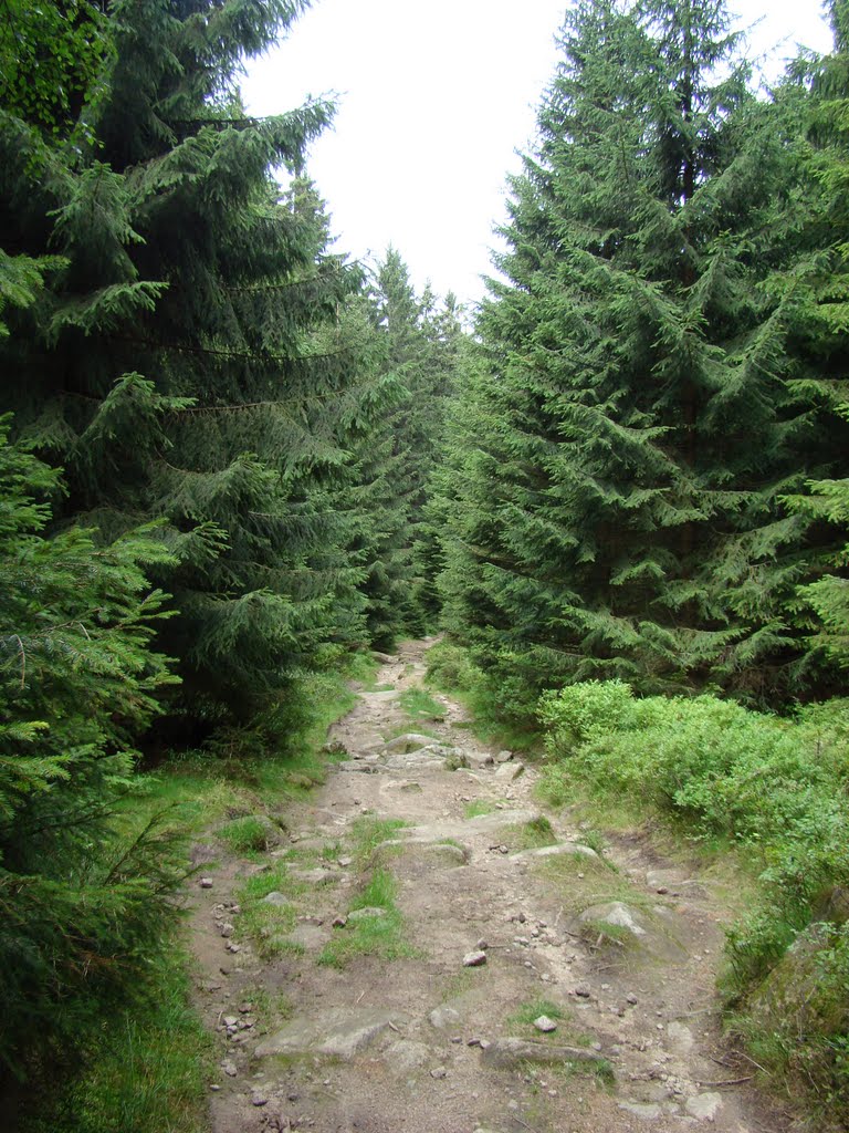 Harz ( Auf dem Kaiserweg in Richtung Bad Harzburg ) August 2011 by DortmundWestfalica