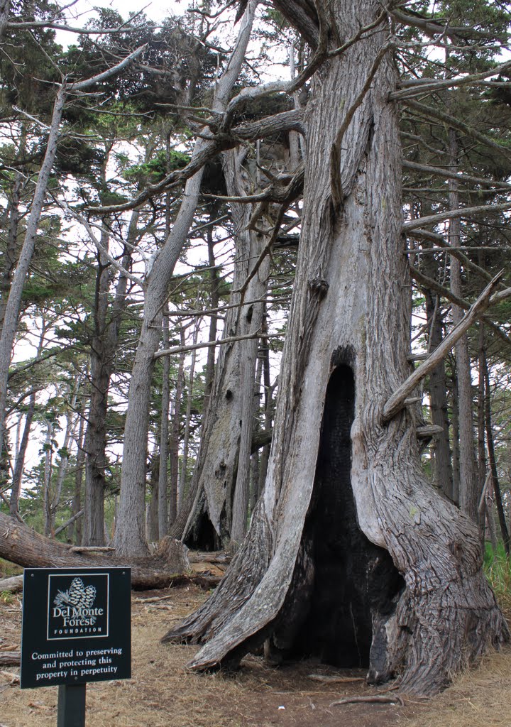 Crockers Creek at the 17-Mile-Drive by Regina Stergar