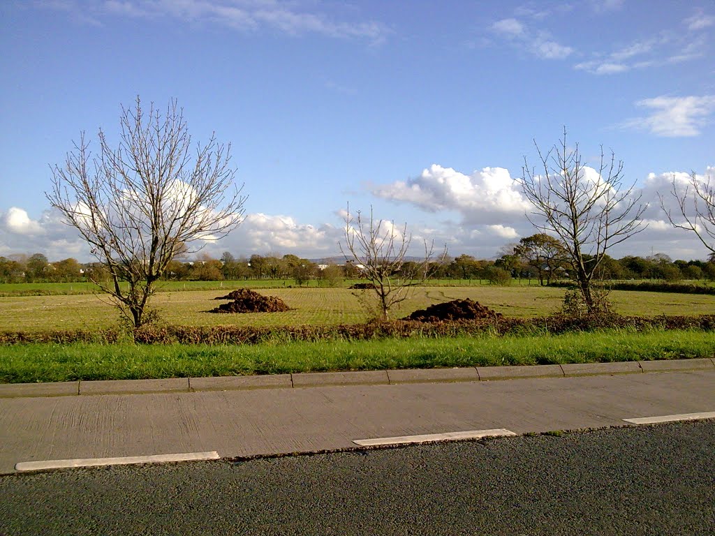 Giant moles by jason o,brien