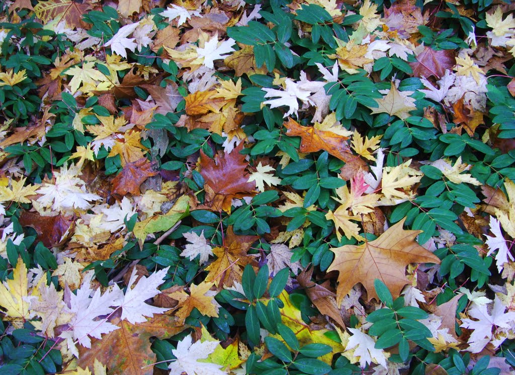 Terme di Riolo Bagni - Un tappeto di foglie autunnali/ A carpet of autumn leaves (11/11/2011) by esse est reminisci (…