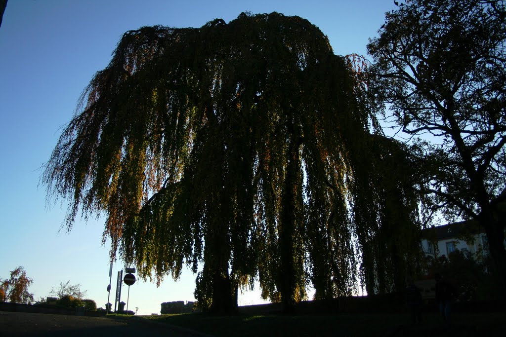 Baum beim Schloß Langenburg 31.10.2011 by Scott7777