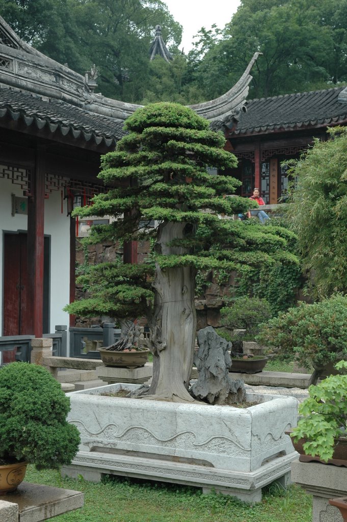 Bonsai di 700 anni by Ernesto De Luca