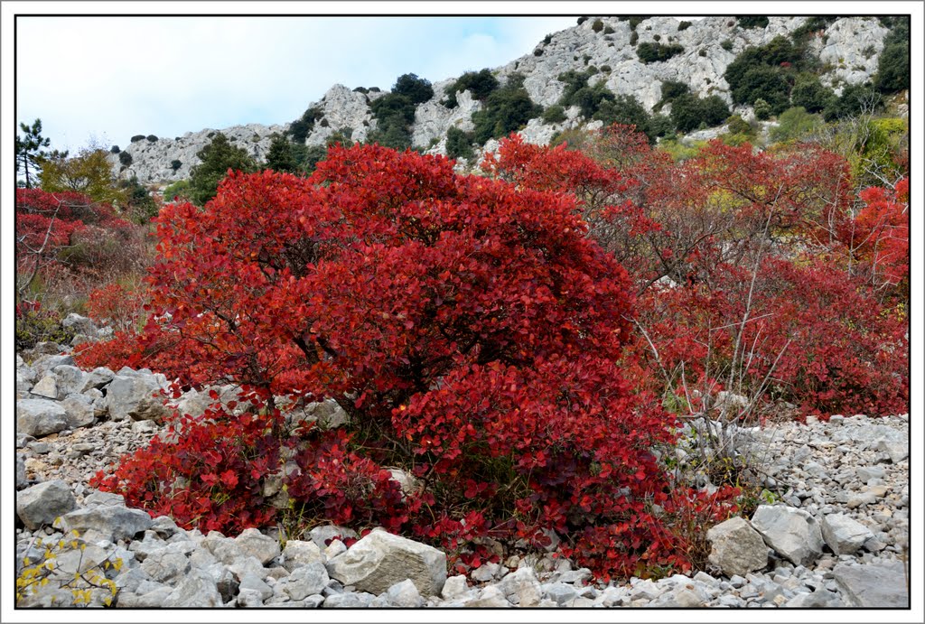 De Sospel à Menton par le GR52: la beauté de la descente du Col du Berceau en automne by violapinnata