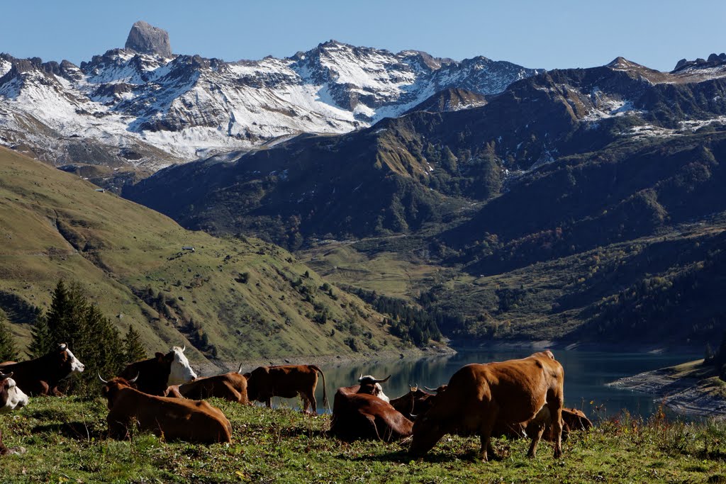 Vaches tarines et Abondance devant la Pierra Menta by Alain Boulanger