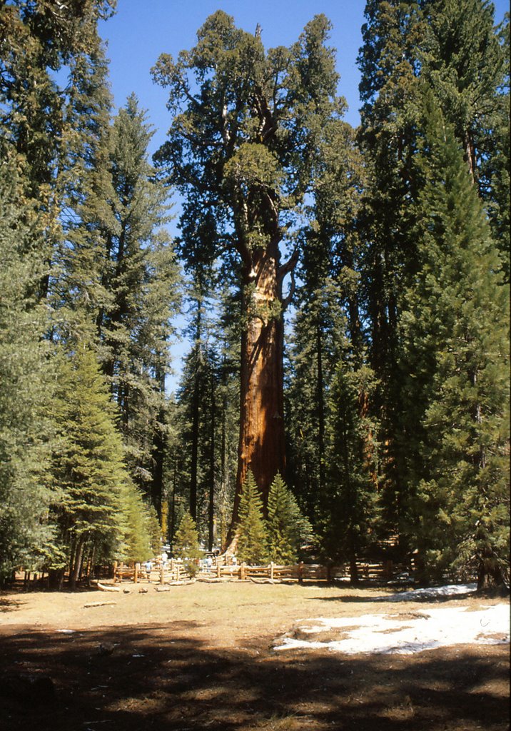 General Sherman Tree by nummer03