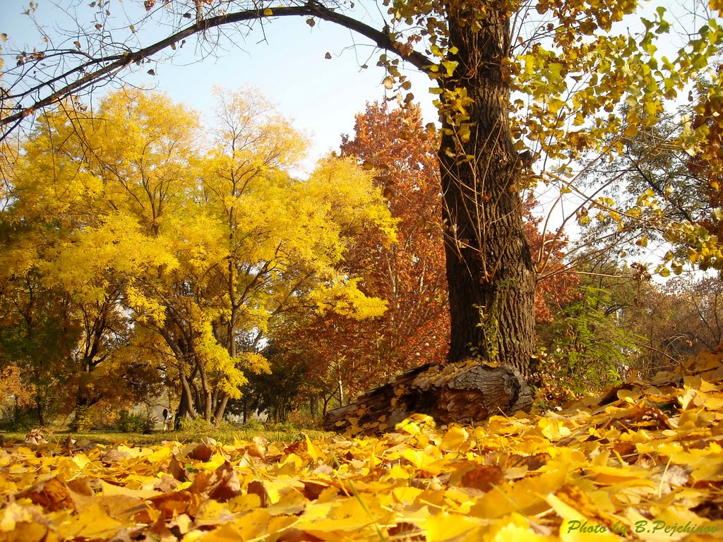 Golden autumn (for all Panoramio friends) by B.Pejchinov