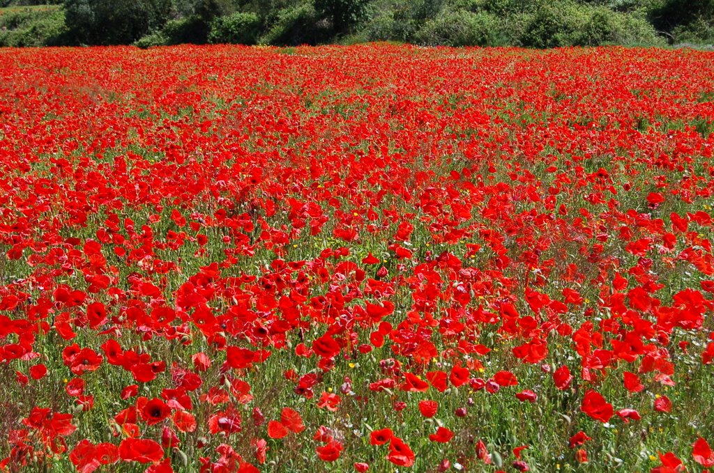 Camp de roselles by Josep Ma. Llasat