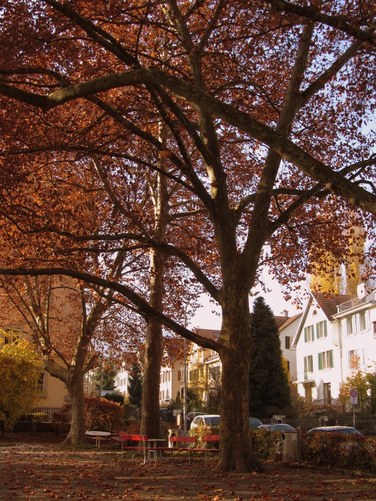 Impressione autunnale di Bachtobelstrasse, Wiedikon by Claudio Pedrazzi