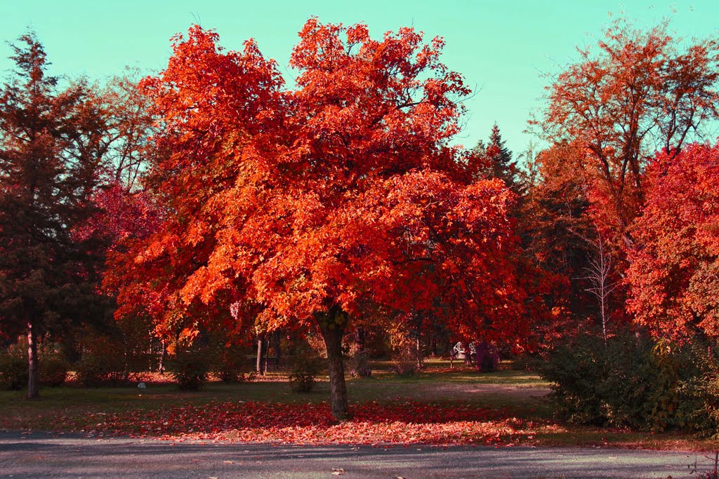 City Park Skopje - Red Trees by dardani.m