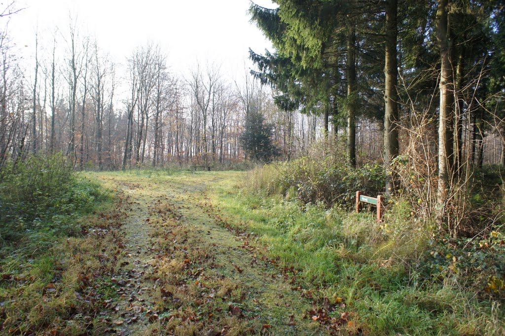 Aabenraa, Søst Skov, 13. november 2011 by papkassen