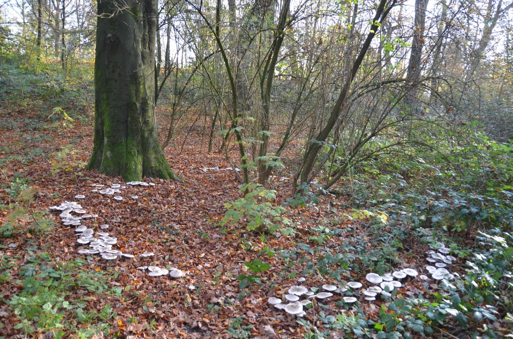 A fairy ring or elf circle (heksenkring) of the very common Clitocybe nebularis, Syn Lepista nebularis (GB= Clouded Funnel, Syn. Clouded Agaric, D= Nebelgrauer Trichterling, Syn. Nebelkappe, F= Clitocybe nébuleux, NL= Nevelzwam), white spores, at Park Klarenbeek Arnhem by Henq