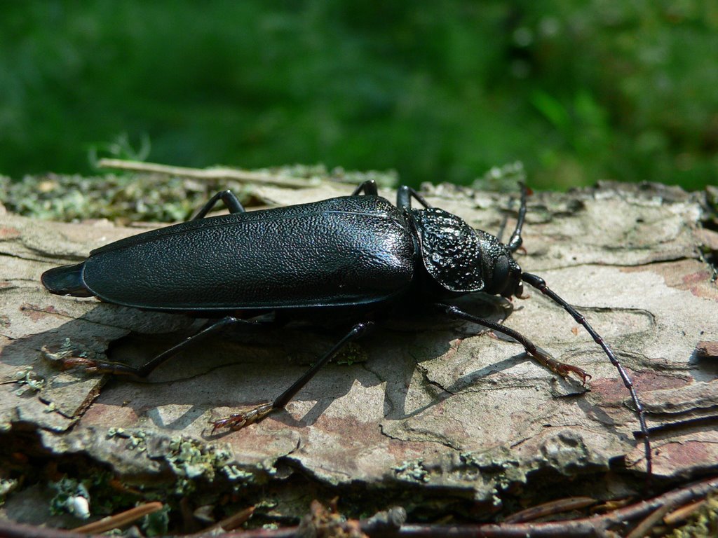 Ergates faber, Europe's largest beetle (2007.VIII) by DmitryTelnov