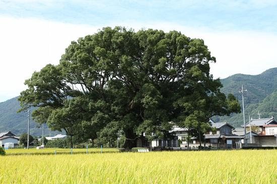 【加茂のオオクス】 老大樹は、田んぼの真ん中にあり、遥か遠くから眺めると、まるで森のような緑の塊です。 推定樹齢1000年ともいわれ、源平の頃から、明治・大正・昭和・平成と歴史と共に生き、旧若宮神社の社地跡にどっしりと根を下ろしています。 側に立っているだけで、老樹の持つ穏やかさと威厳が、静かに伝わってくるようです。 蒲生の大クス（鹿児島県）、立花山のクスノキ原生林（福岡県）と並ぶ、日本を代表する大楠です。 樹高25m、幹囲20m、美しく広げる枝は東西46m・南北40mと、西日本最大の楠で、雄大さや美しさ by 西阿波