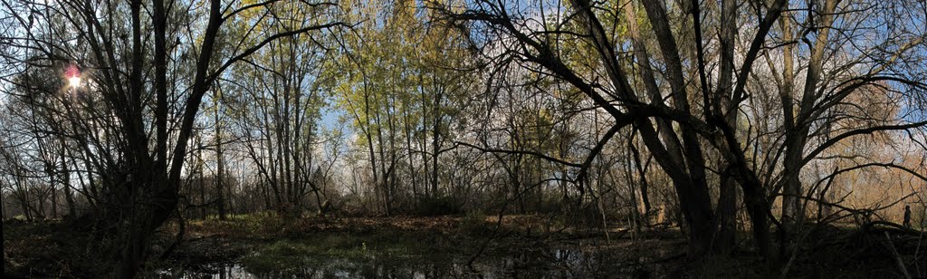 Sunny Fall day on a Trail with Few Colors. Ajax, ON, Canada by Auggie