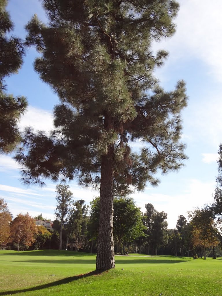 Brentwood - West LA Landscape by Alan Fogelquist