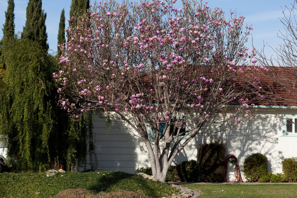 Magnolia blooms by dmitry_com