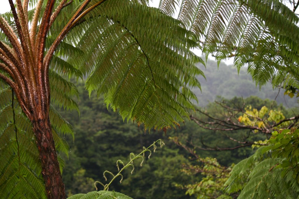 Parc national de Guadeloupe by Alain libouban