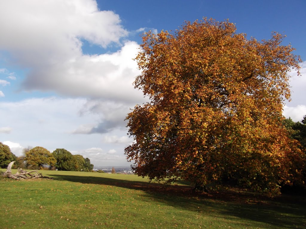 Autumn in the park by gordo1958