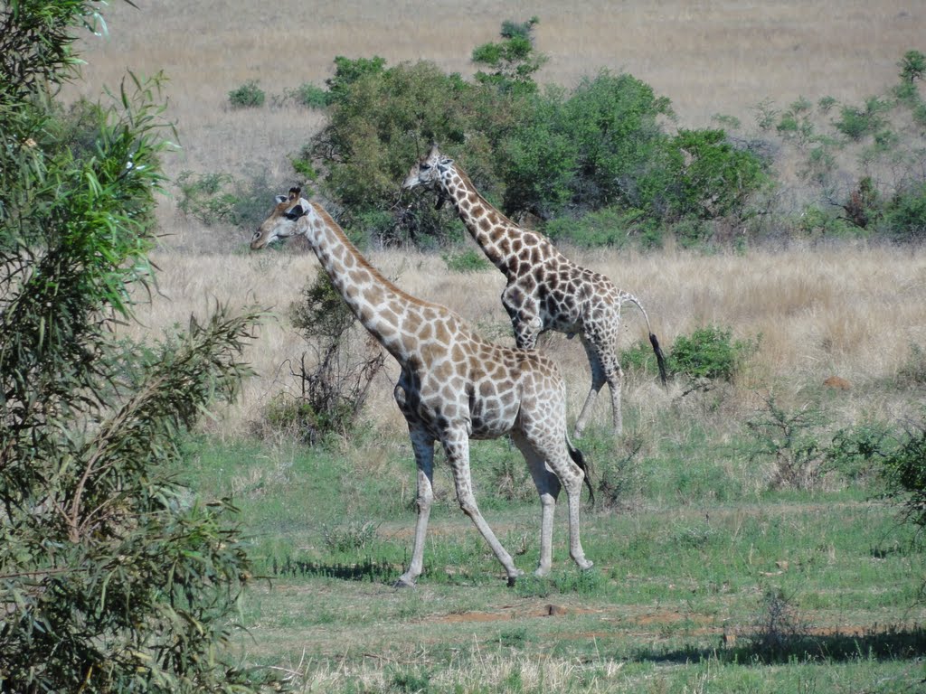 Pilanesberg National Park by LuisMAfonso