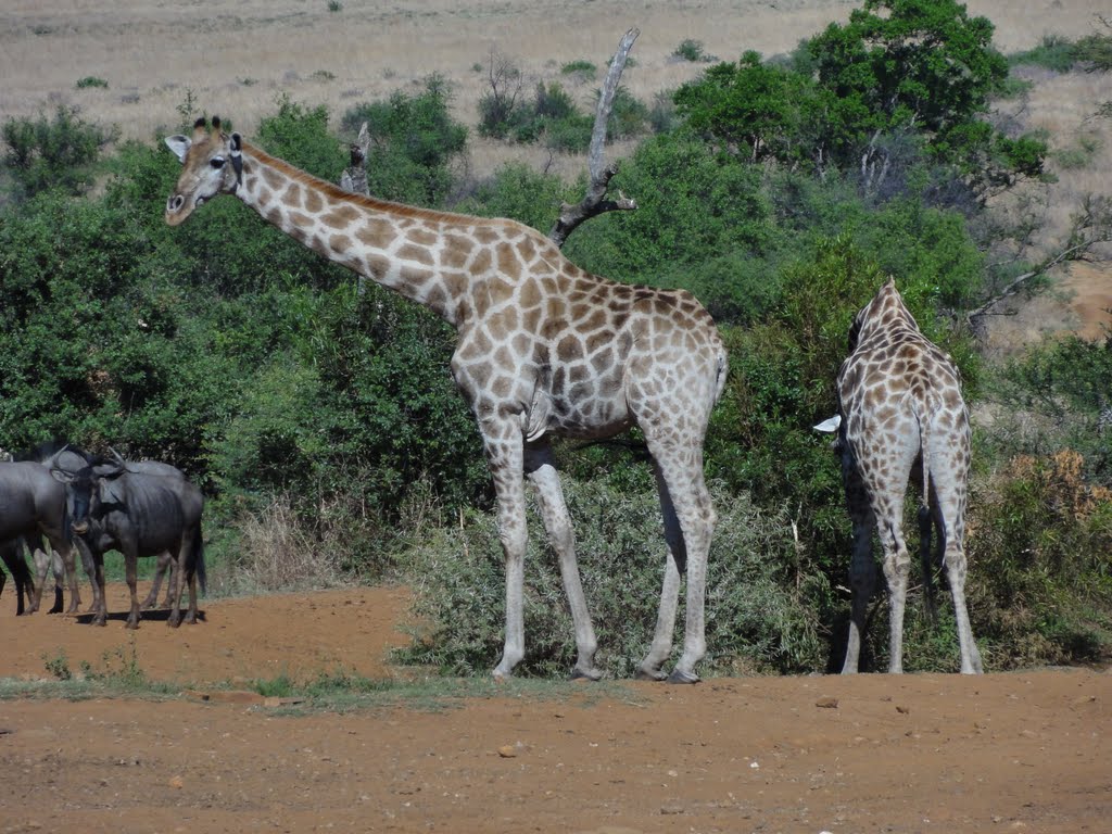 Pilanesberg National Park by LuisMAfonso