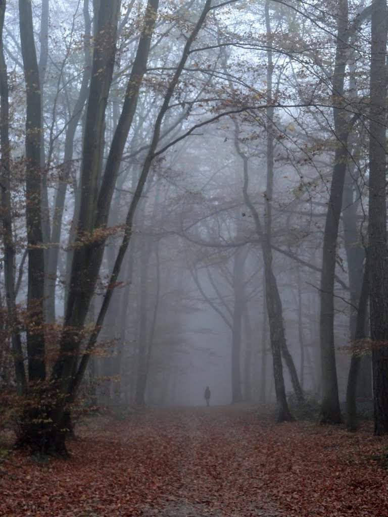 Seraing : bois de la Vecquée. by jimbal