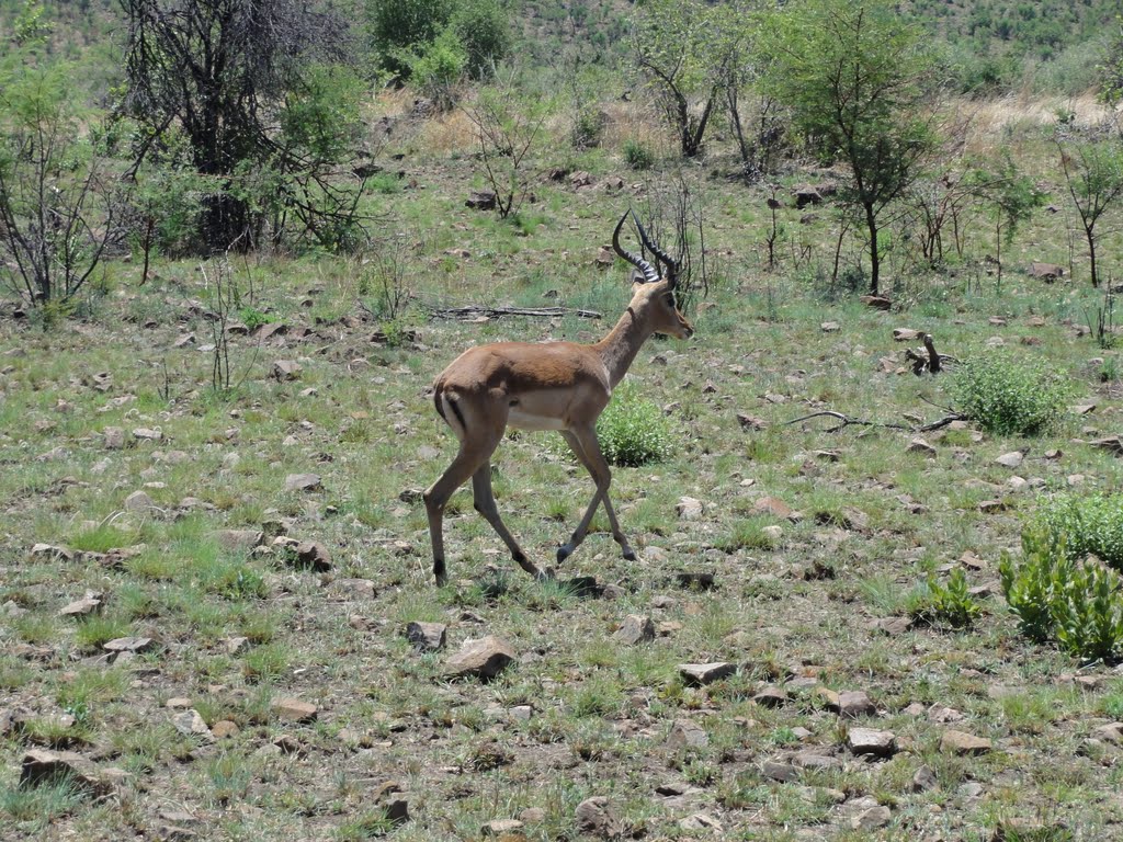 Pilanesberg National Park by LuisMAfonso