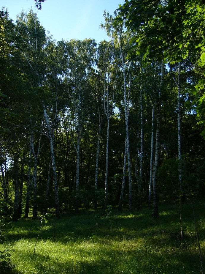 Valea Morilor Lake, the old "Komsomolskoye-ozero": summer- june, 2006 by murometzyx