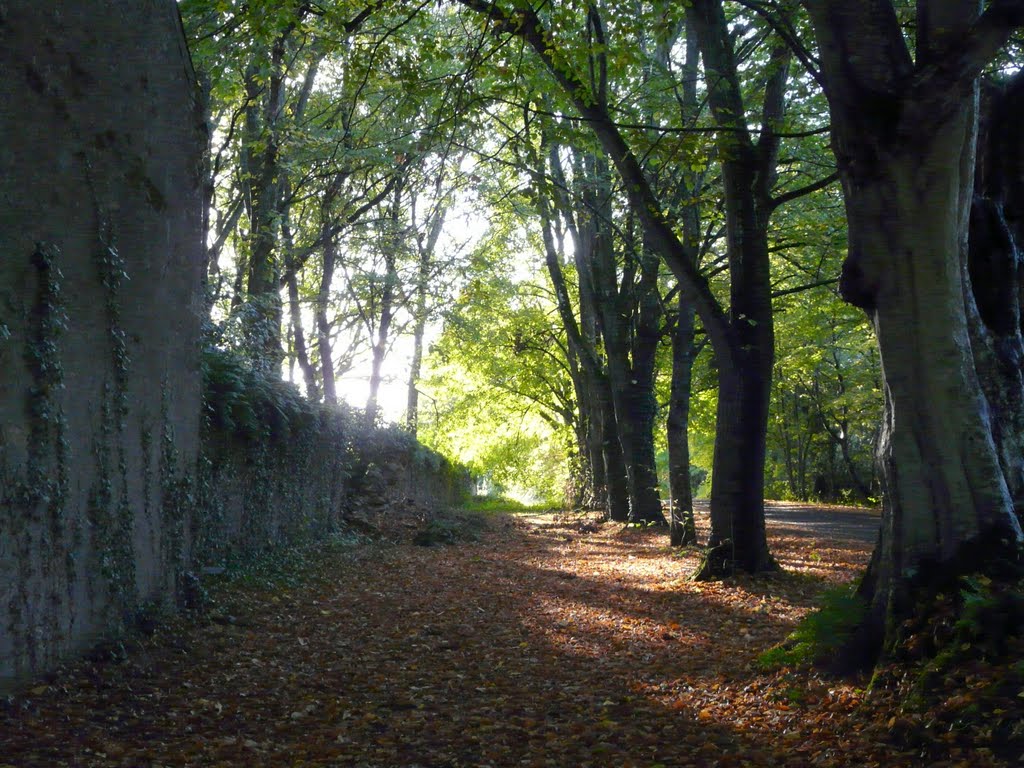 Les Sorinières, entre le mur du château de la Maillardière et l'allée d'accès by tofil44