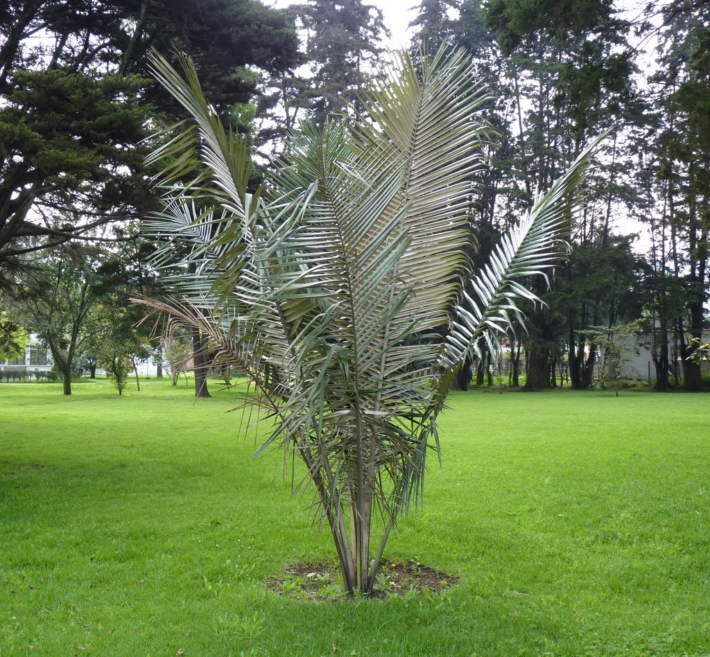 PALMA DE CERA ARBOL NACIONAL DE COLOMBIA (pequeña) by Guillermo Ardila G