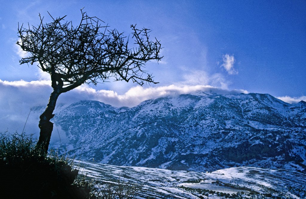 Tree in the winter, Crete, Greece by George Messaritakis