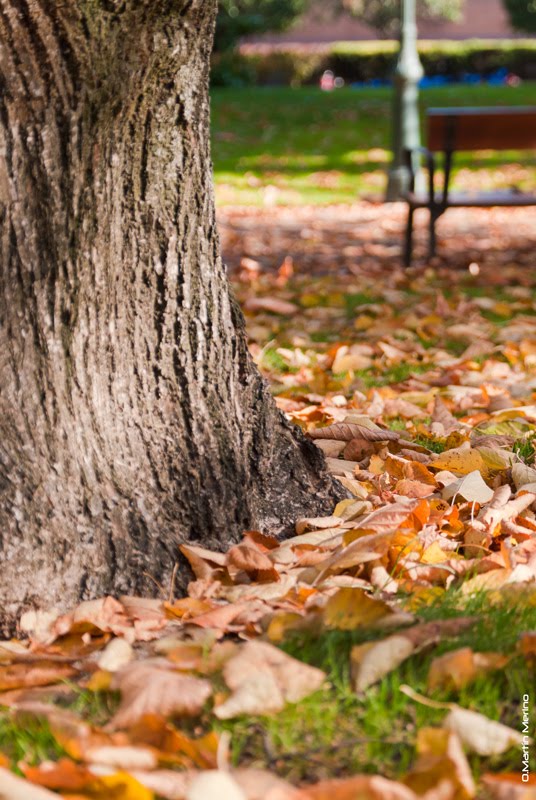 Otoño en el parque xOMM by O. Martín Merino