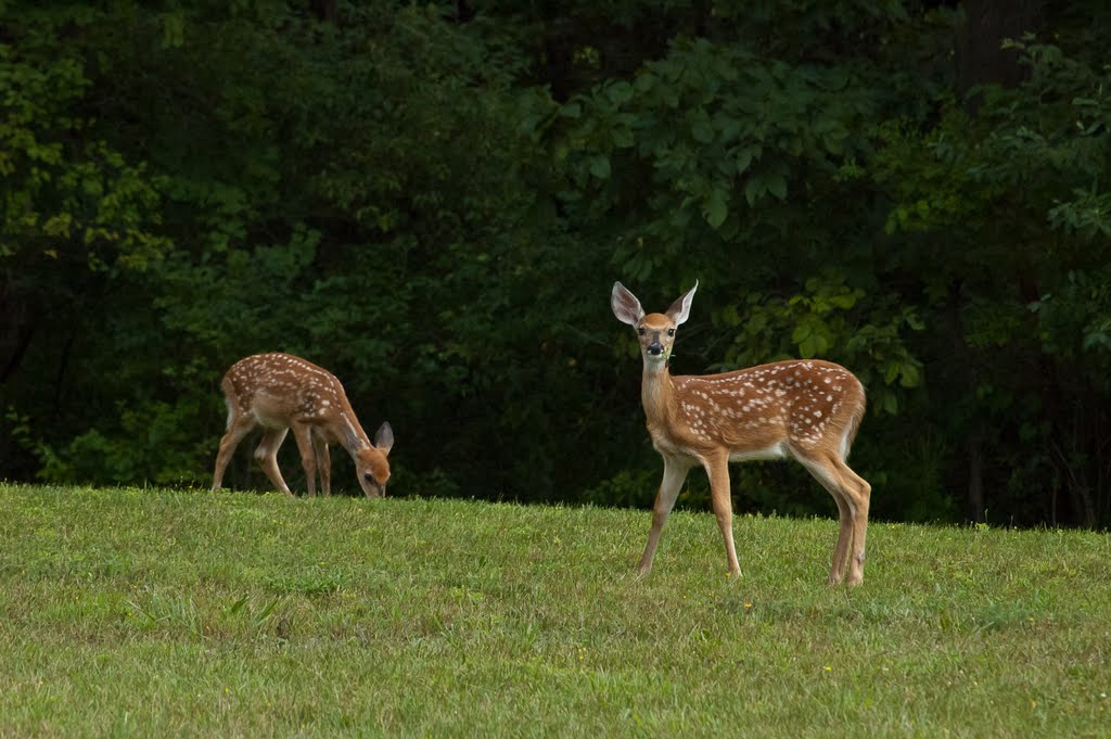 Fawns in the Yard by Scott Owen