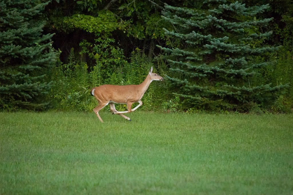 Running Doe by Scott Owen