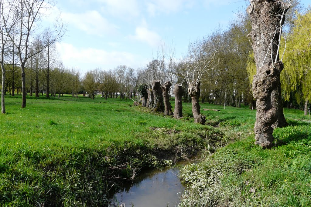 Rezé, Pont Rousseau, maintien d'arbres têtards dans les prairies du bord de la Sèvre nantaise by tofil44