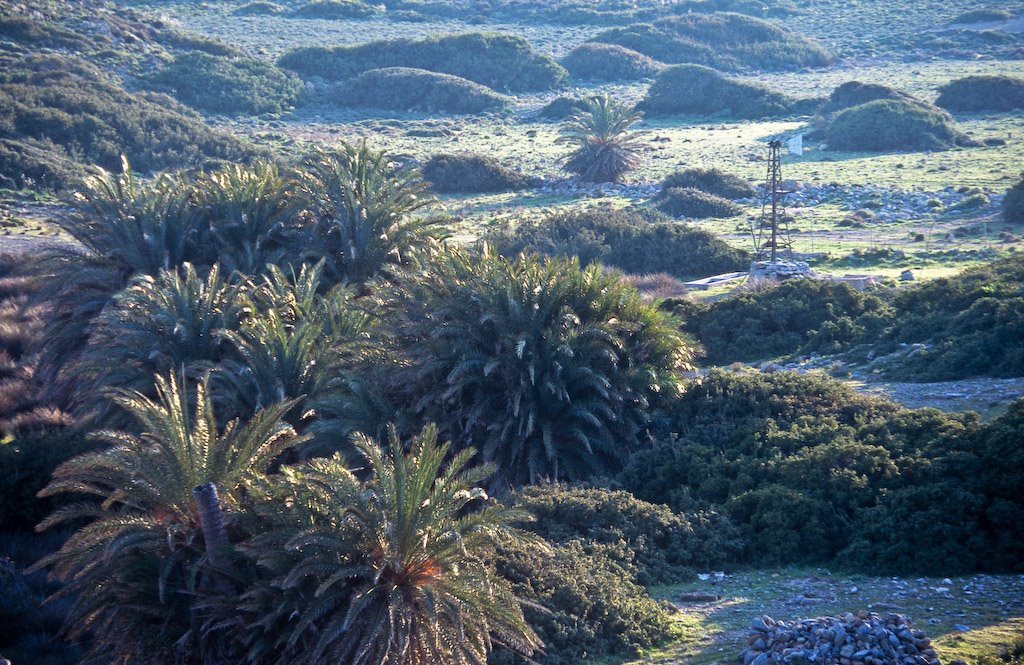 Palm trees at sunset, viewed from Itanos archeological site, Crete, Greece by George Messaritakis