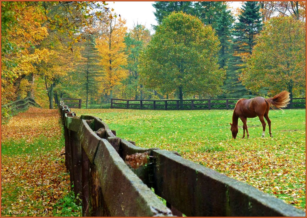 October scenery with colour matching Horse (Paisaje de octubre con color que empareja a Caballo) by Tomros