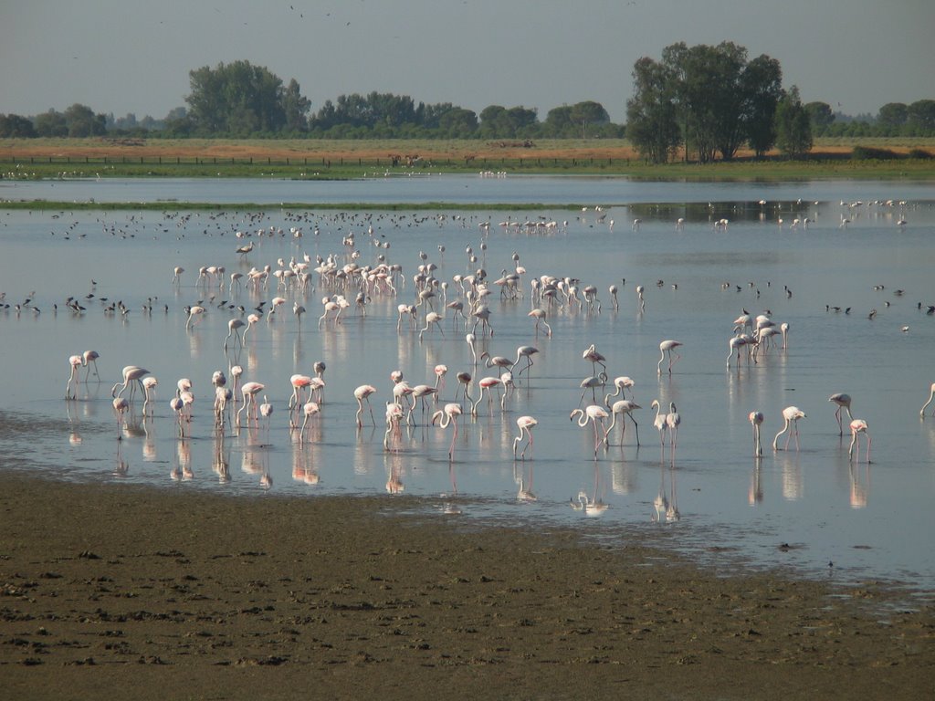 Flamencos en las marismas del Rocío. by Antonio M Cabrera