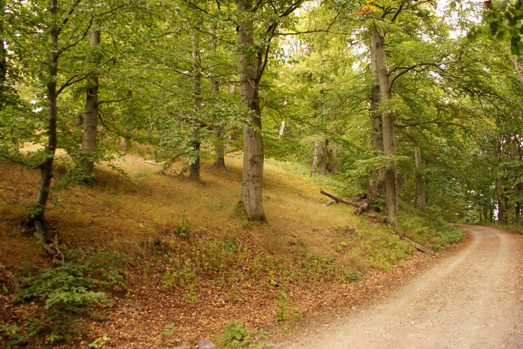 Harzburg (Harz) by Altmeister