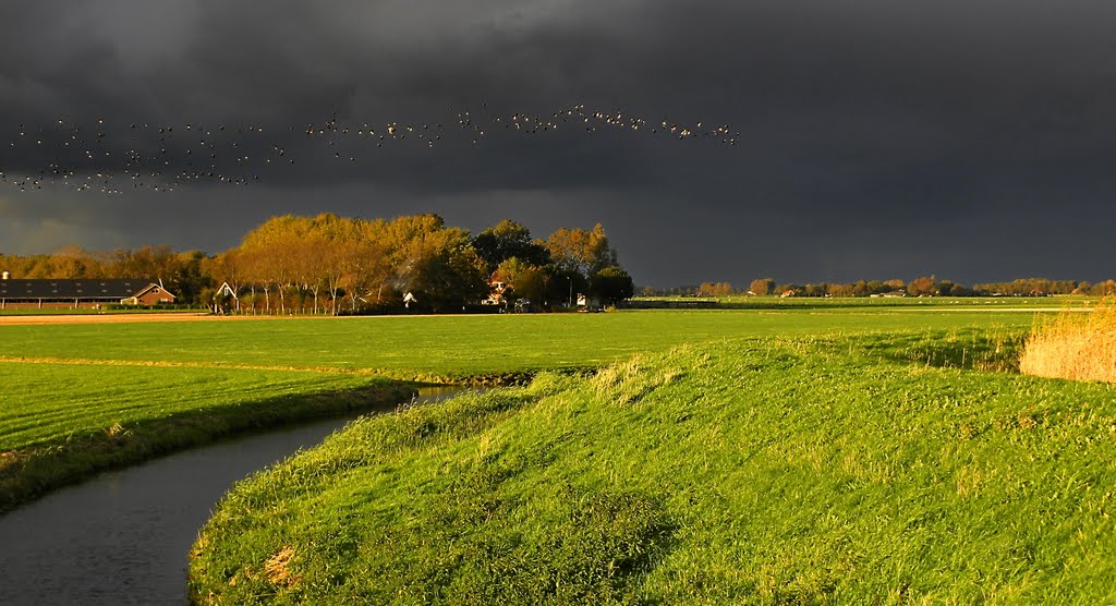 Zwerm Kievitten boven de VEENHUIZER polder. by Feika