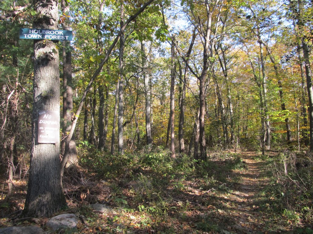 Holbrook Town Forest Entrance by Alan Brodie