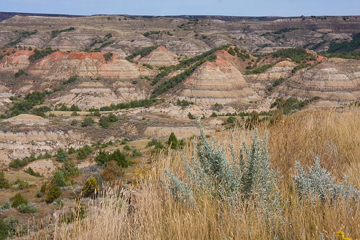 Theodore Roosevelt NM 5 by Pictographer