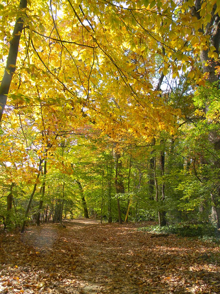 Cooper River Park, Fall Trail, Hopkins Pond by hoganphoto