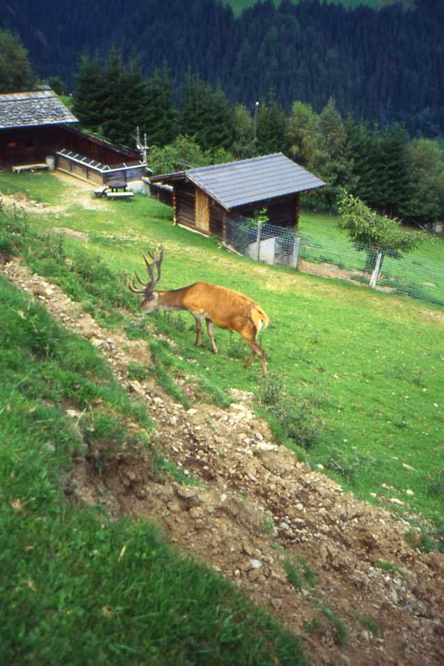 WILDPARK KARNTEN - Rosegg by ▬  Mauro Antonini ▬