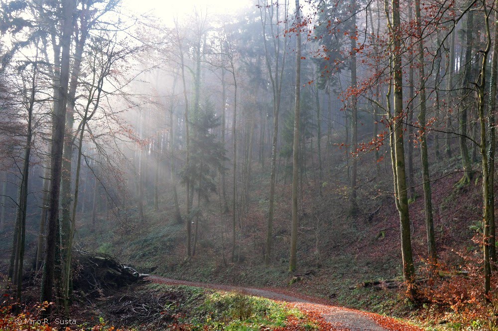 Neuenhof Forest - Switzerland by MiroSusta