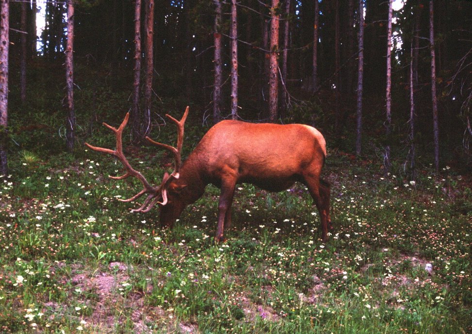 Elk in Yellowstone NP, Wyoming by David Land