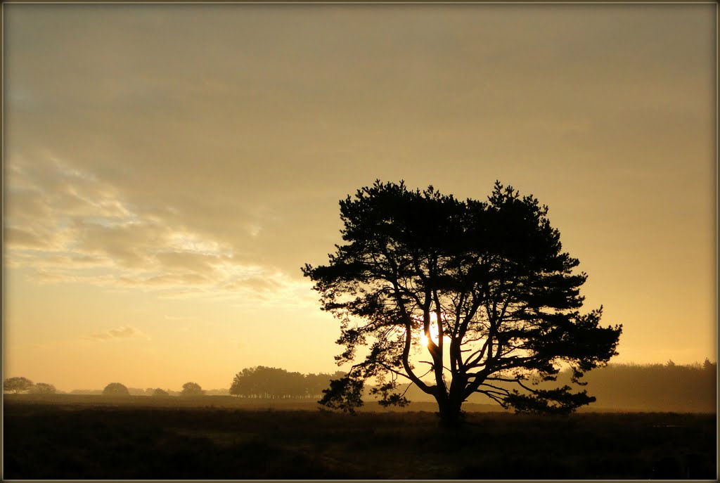 Nice atmosphere at my Favorite Tree... by Chris10 ©