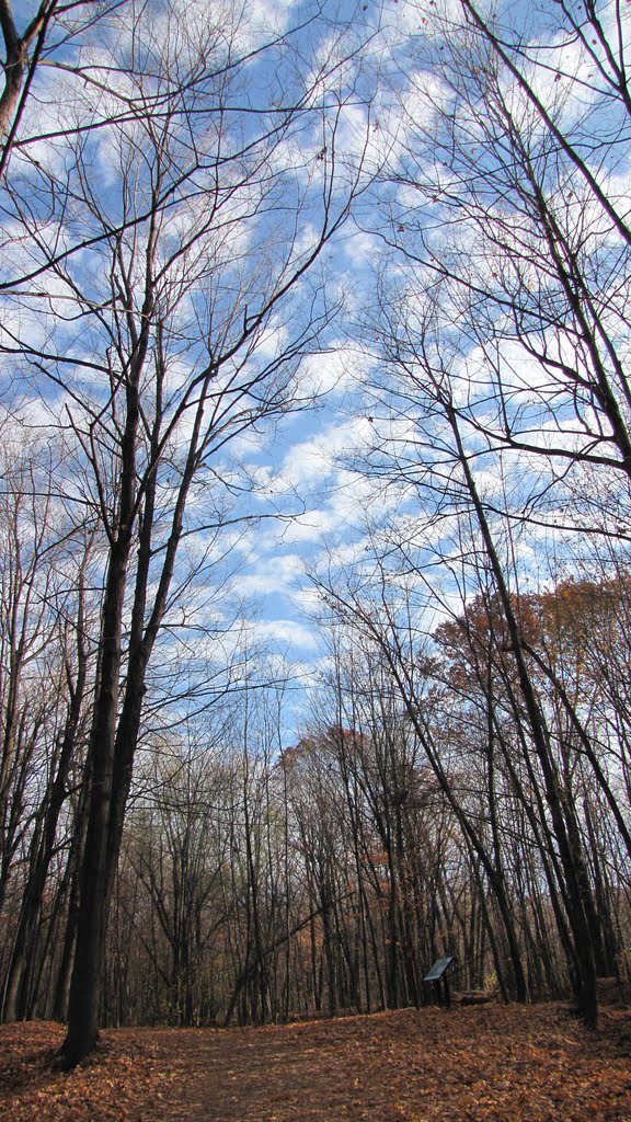 Parc national du Mont-Saint-Bruno.(Saint-Bruno-de-Montarville, Québec, CANADA) by phamhoanghai